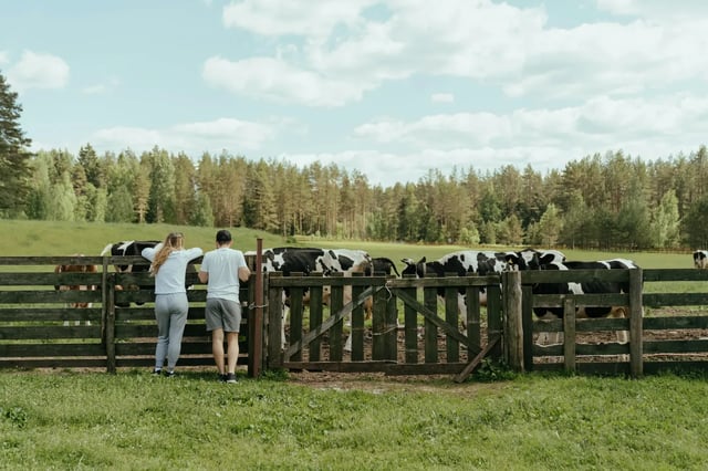 Couple watching cows over a fence at a host's farm