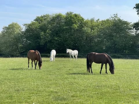 Jane - Retreat and animal farm in Essex